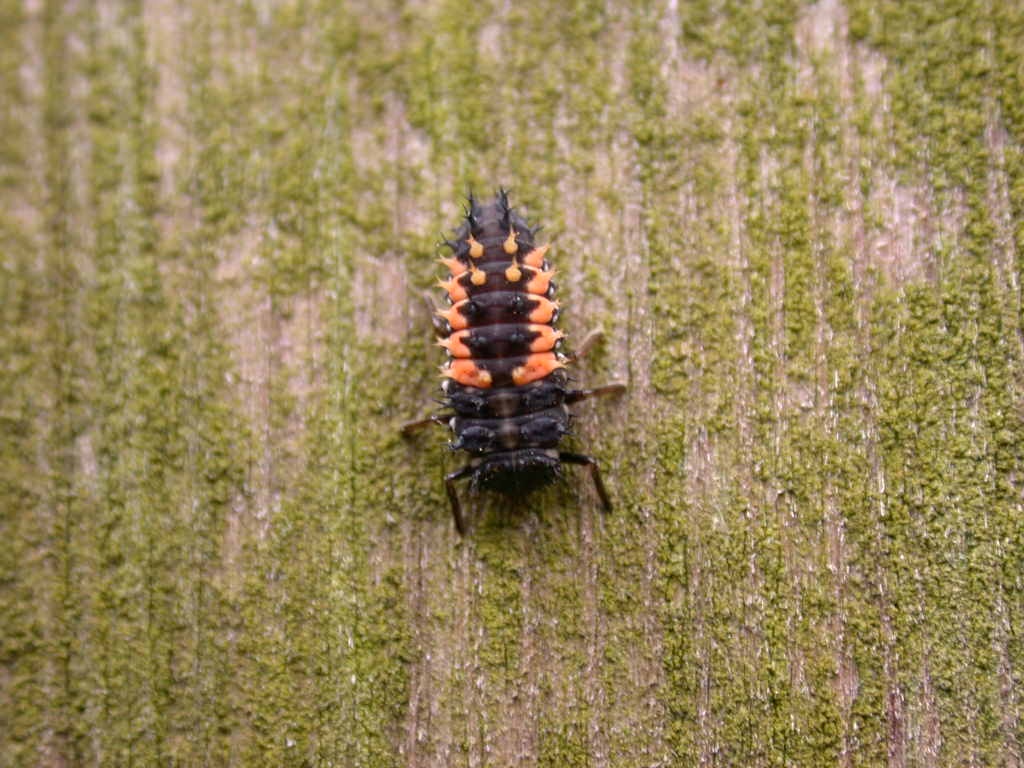 Larva di coccinella Harmonia axyridis